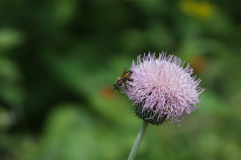 Illustration for article titled Spring has sprung: A Xyl0 photo gallery